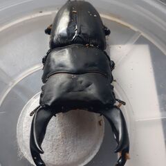 国産オオクワガタ　岡山県　津山　ペア　新成虫