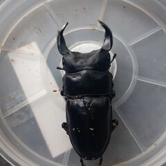 国産オオクワガタ　岡山県　津山　ペア　新成虫の画像
