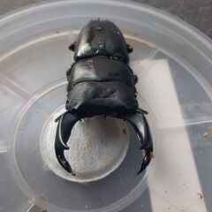 国産オオクワガタ　岡山県　津山　ペア　新成虫の画像