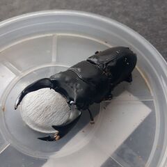 国産オオクワガタ　岡山県　津山　ペア　新成虫の画像