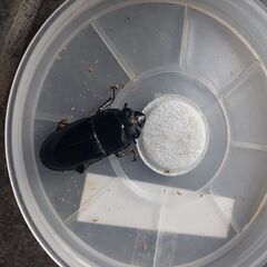 国産オオクワガタ　岡山県　津山　ペア　新成虫の画像