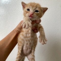 保護猫カレンダー(=^ェ^=)                 ...