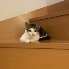 臆病だけどイケメンくん