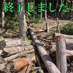 【無料】小枝から大木まで差し上げます。那須塩原の画像
