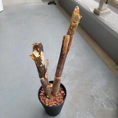 Billbergia Moulin Rouge