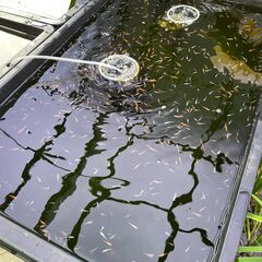 【改良メダカ】選別漏れメダカ　取りに来てくれる方限定の画像