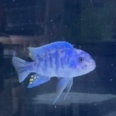 アフリカンシクリッド Labeotropheus OB   10...