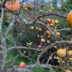 今秋が旬　柿(終了しました)