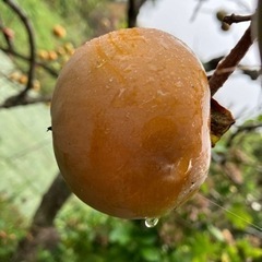 今秋が旬　柿(終了しました)の画像