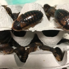 【200匹】成虫デュビア（雄、雌混在）、爬虫類、生餌、アルゼンチ...