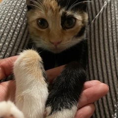 とても素敵な変わり柄の三毛猫さん