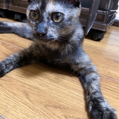 多頭飼育崩壊から救出した子猫達
