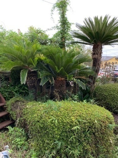 ソテツ　３本セット