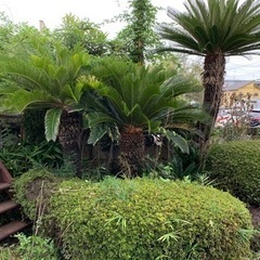 ソテツ　３本セット