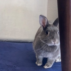 うさぎ　ネザーランドドワーフ♀ 2歳8ヶ月