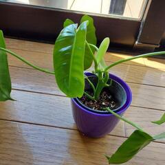 レア植物　バールマルクスの画像