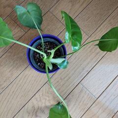 レア植物　バールマルクスの画像