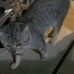 緊急 誰かが置いて行った猫を貰ってくれる方