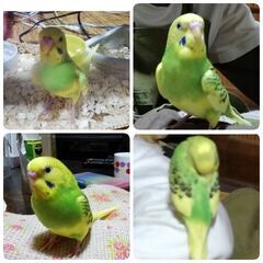 セキセイインコが行方不明
