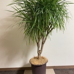 【配送可】観葉植物ドラセナコンシンネ　ホワイボリー