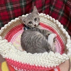 グレー白アイちゃん　3ヶ月