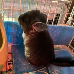 沢山の問い合わせありがとうございました。里親決まりました。チンチ...