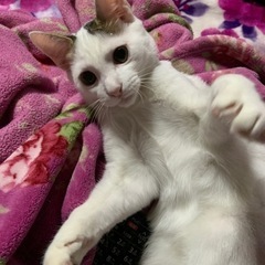 パパがラグドールのぼくちゃんでーす。真っ白です - 猫