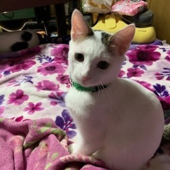 パパがラグドールのぼくちゃんでーす。真っ白です − 千葉県