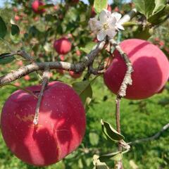 🍎りんご作業員 募集❗