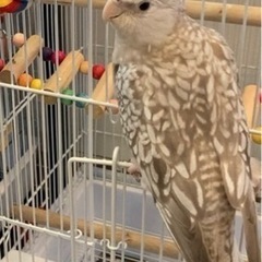 オカメインコ（白色に茶色模様）を見つけて欲しいです！