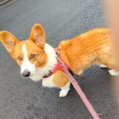 里親募集中です。／コロナにより経済的にかなり落ち込んでしまうよう...