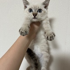 里親募集❣️目がブルーのかわいい女の子です
