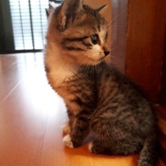まだ1ヶ月くらいの子猫です