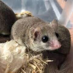 ◆アフリカヤマネの引き取り手募集します◆