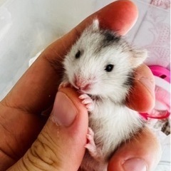 ◆ハムちゃんの引き取り手募集します◆