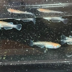 紅雀の稚魚の画像