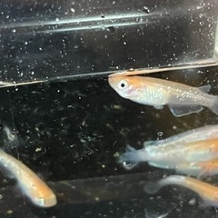 紅雀の稚魚の画像