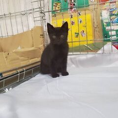生後1か月位の黒猫ちゃん