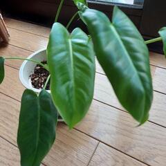 レア植物　バールマルクス　元斑入りの画像