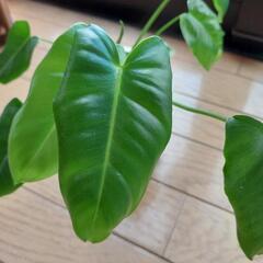 レア植物　バールマルクス　元斑入りの画像