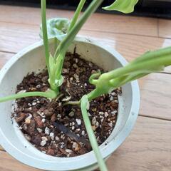 レア植物　バールマルクス　元斑入りの画像