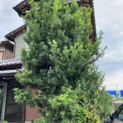樹木（庭木）差し上げます（おそらくイヌマキ）