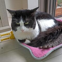 【決定】猫を飼ってください。