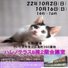 １０/１６（日）ハレノテラス保護猫譲渡会