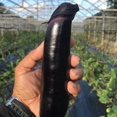 農業（土日のみ可）
