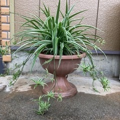 折り鶴ラン