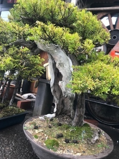 一位盆栽、盆栽、松盆栽、おんこ盆栽