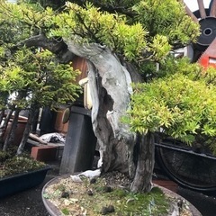 一位盆栽、盆栽、松盆栽、おんこ盆栽