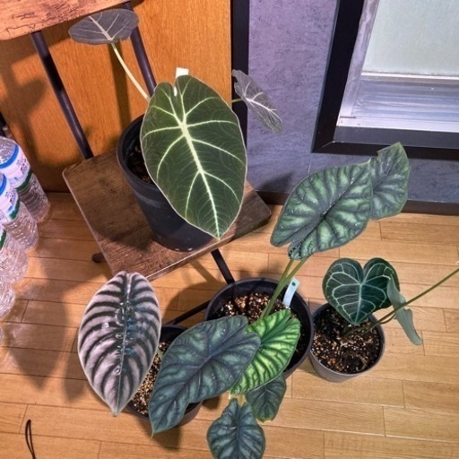 アロイド　バラ売り可（観葉植物、インテリア、ポトス、モンステラ）