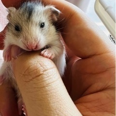 ①ハムスター募集